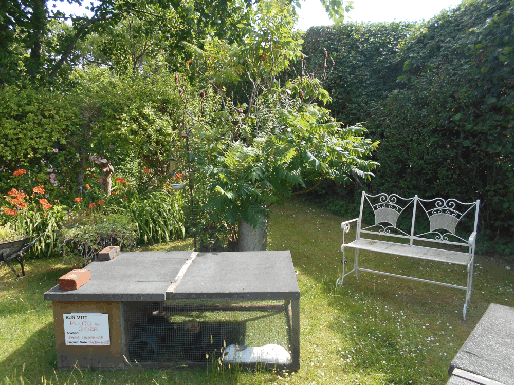 View of garden
