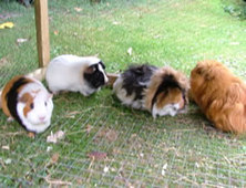 Guinea Pigs